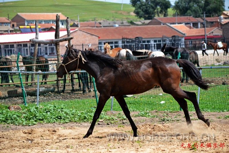 conew_dsc_1848.jpg
