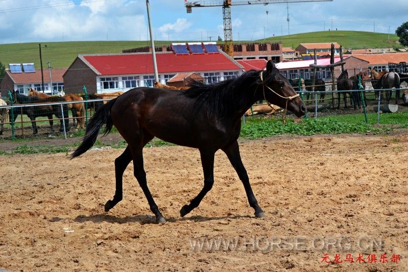 conew_dsc_1854.jpg