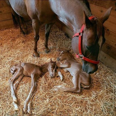 horse 15.jpg