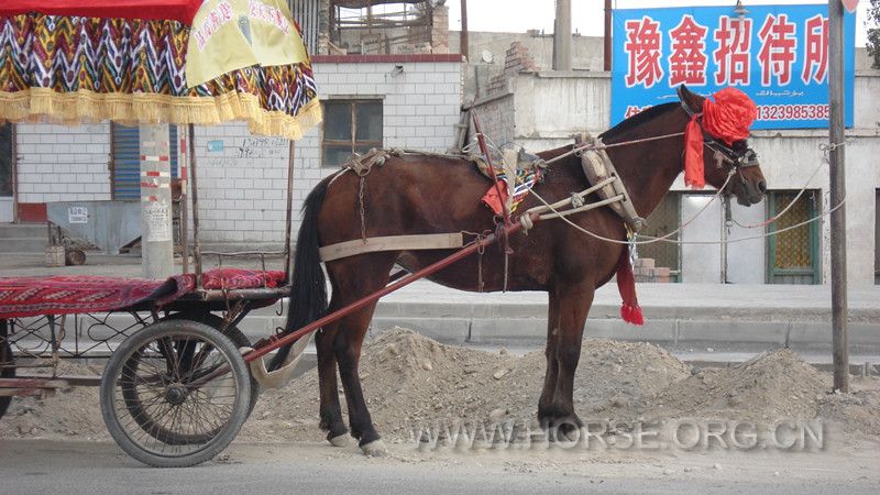 开车跟着这个马车 哇 这马个头真大，骑也威风啊 可惜在这里拉人 挣几块钱 一次 ...