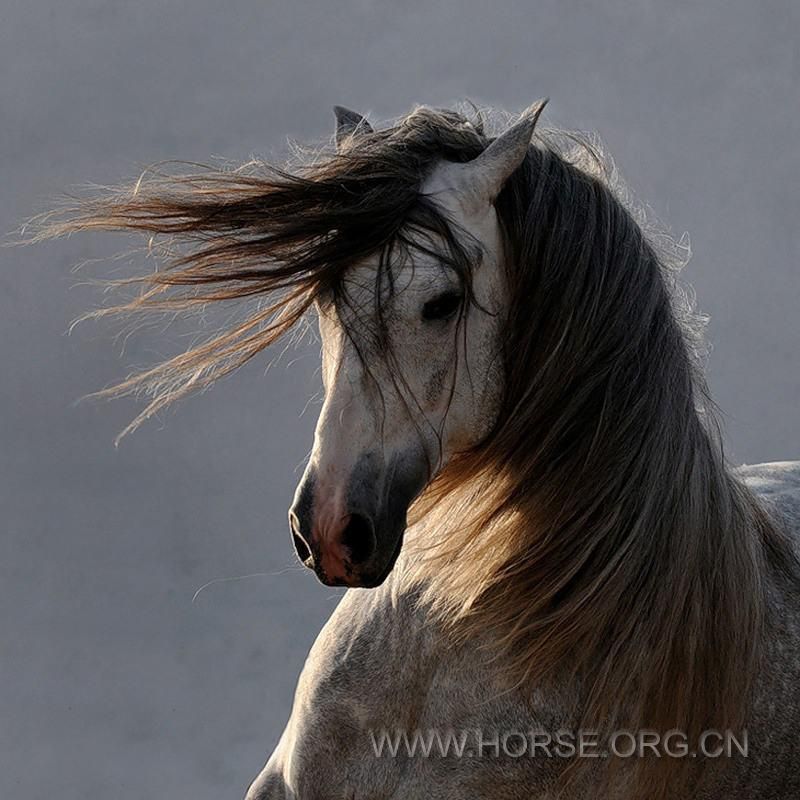 horse16.jpg