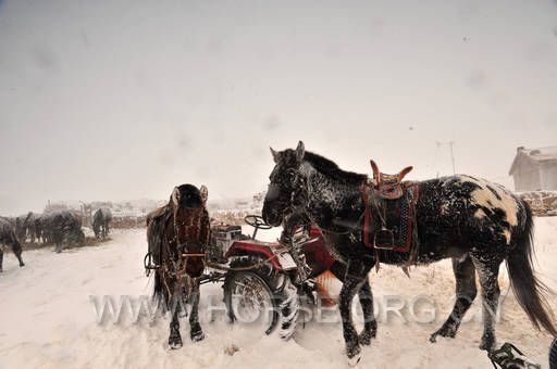 18暴风雪2.jpg