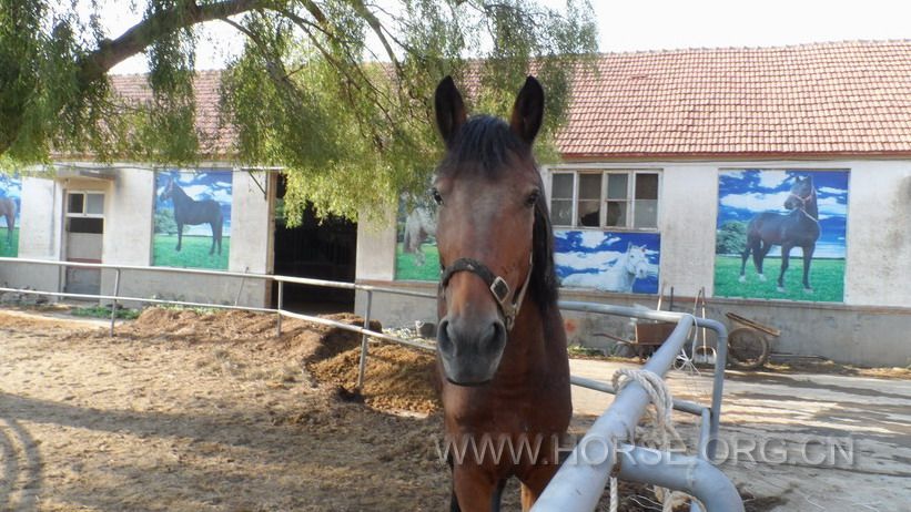 烟台养马島 (2).jpg