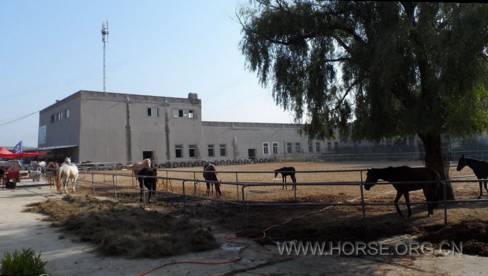 烟台养马島  (7).jpg