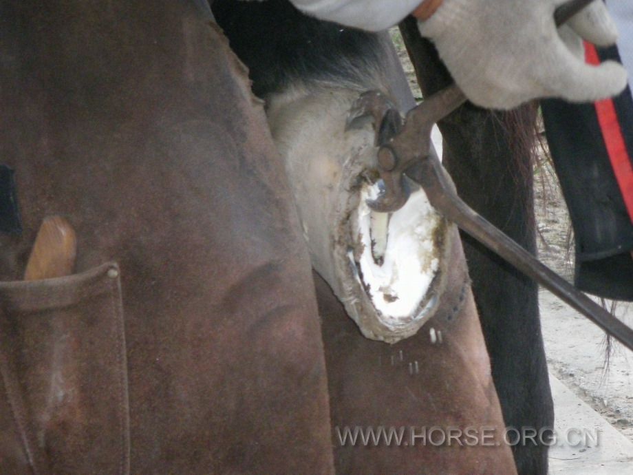 cold shoeing (1).jpg