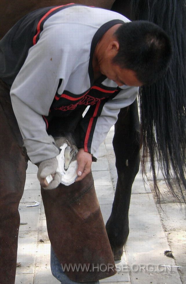 cold shoeing (3).jpg