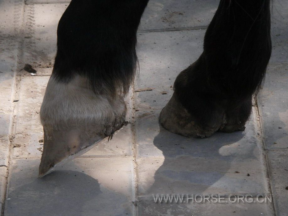 cold shoeing (5).jpg