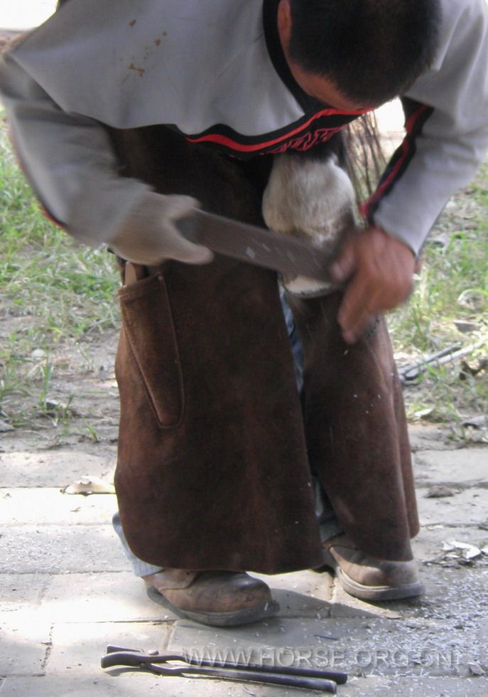 cold shoeing (15).jpg