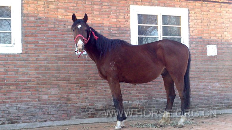 深棕色  纯血 骟马 168CM 