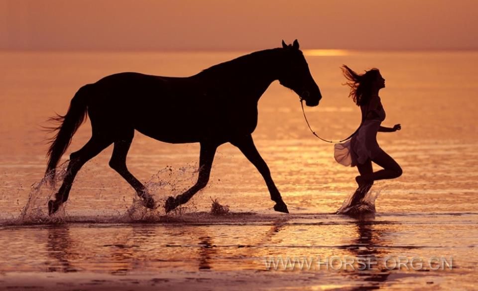 horse6.jpg