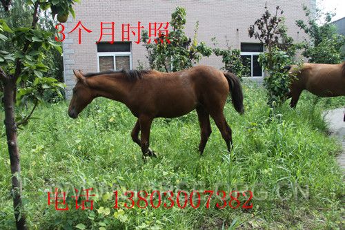 IMG_5340_副本.jpg