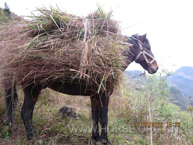 背上的草真馋人呐