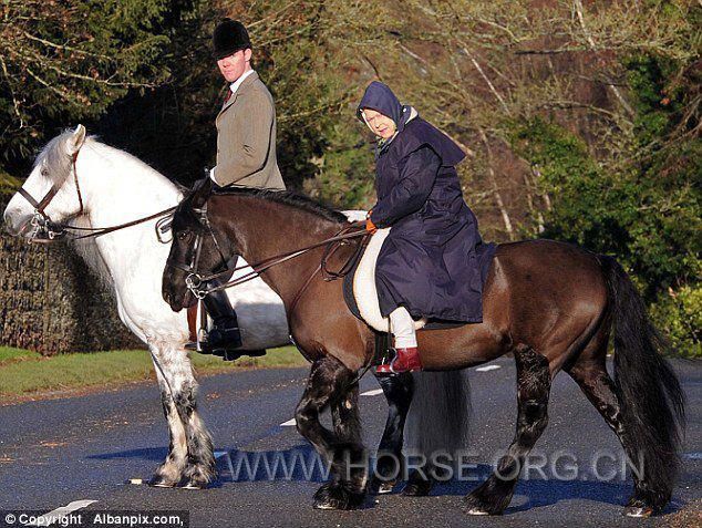 horse17.jpg