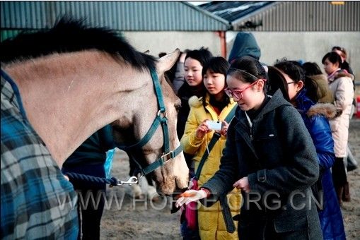 小学员喂马
