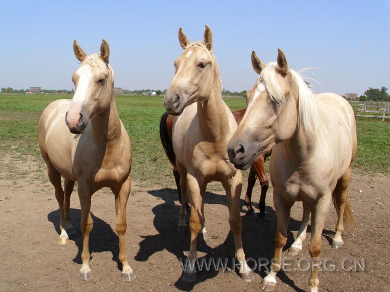 QH_Farm_Aug_2010_045.jpg
