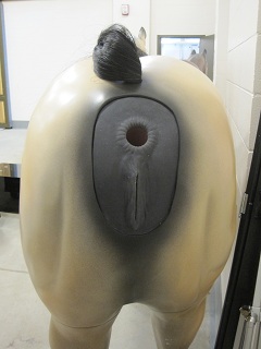 equine_simulator_rear (5).jpg