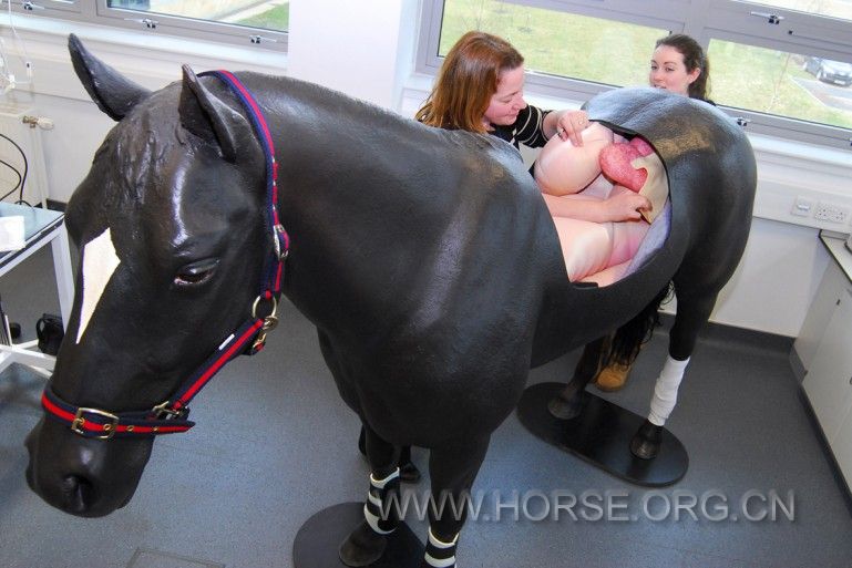 horse-simulator (1).jpg