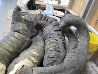 equine_colon_core.jpg