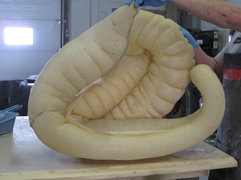 equine_colon_inflated_1.jpg