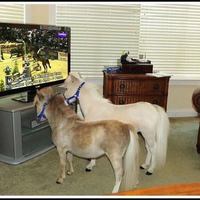 horse 22.jpg
