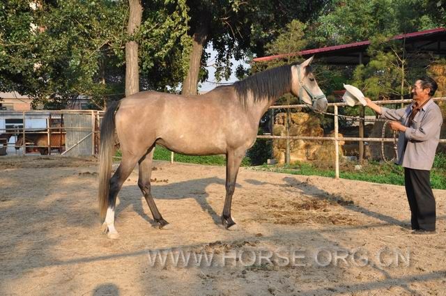 阿拉伯母马，身高1.5米，怀孕，纯血配的，17万