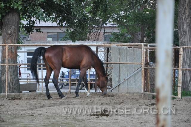 半血公马，3岁，身高1.57米，好骑，4万