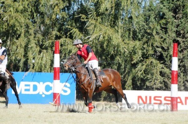 Silla Argentino polo ponies.JPG