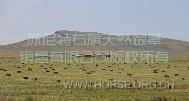天然羊草草场基地.jpg