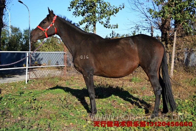 conew_dsc_0603.jpg