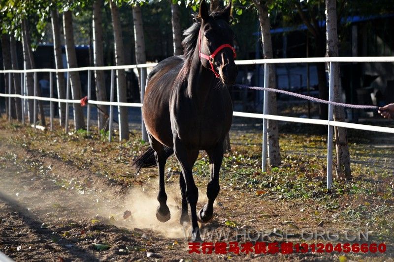 conew_dsc_0645.jpg