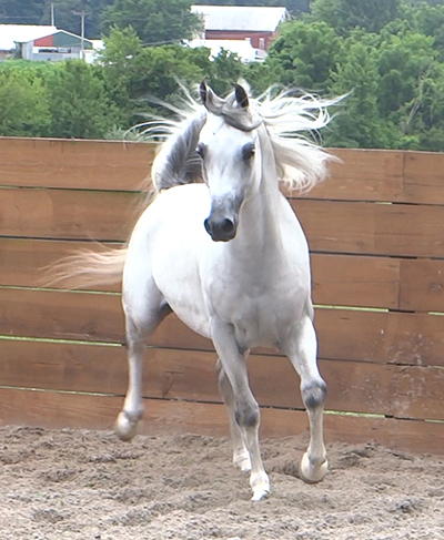 Zaahir_Star4_1373602769.jpg