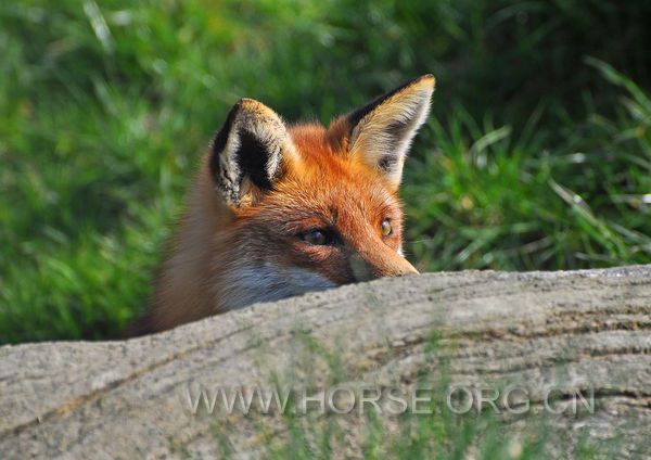 bigstockphoto_red_fox__4759089_s600x600.jpg