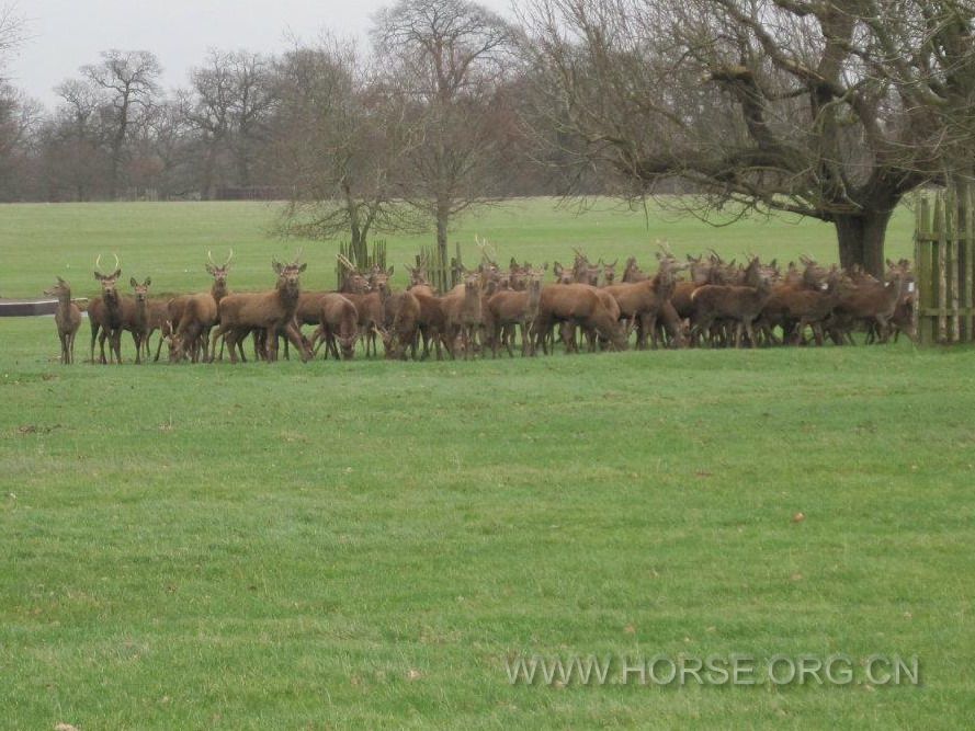 Badminton Horse Trials (002).jpg