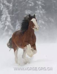 雪中骏马