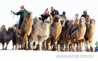 冬季马文化节--那达慕盛会
