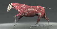 动画——马匹奔跑时的肌肉骨骼展示